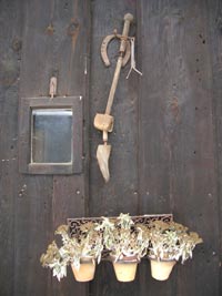 Blument�pfe an einer Schuppenwand