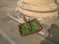 frisch geernteter Bärlauch gehört nicht in die Sonne, jaja frisch geernteter Bärlauch gehört nicht in die Sonne, jaja