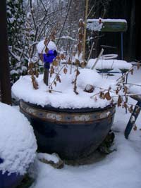 im weißen Schnee sind blaue Töpfe besonders schön im weißen Schnee sind blaue Töpfe besonders schön