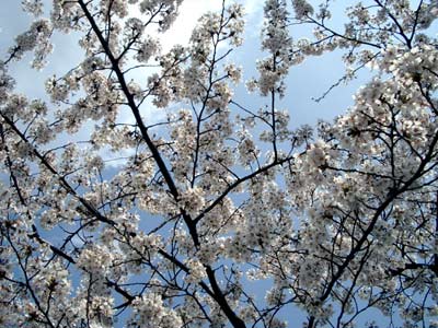 Kirsch- oder Pflaumenblüten? Kirsch- oder Pflaumenblüten?