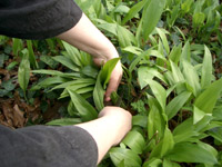 das nicht sichtbare Messer ist scharf - Profis rupfen nicht, sie schneiden das nicht sichtbare Messer ist scharf - Profis rupfen nicht, sie schneiden