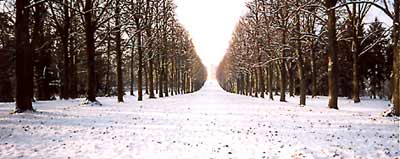 Diese Krimlindenallee im Park Sanssouci führt zum Klausberg-Belvedere. Im Januar 2003 sogar durch den Schnee.
