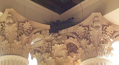 Dort oben, in der Ecke - können Sie das Nest erkennen?