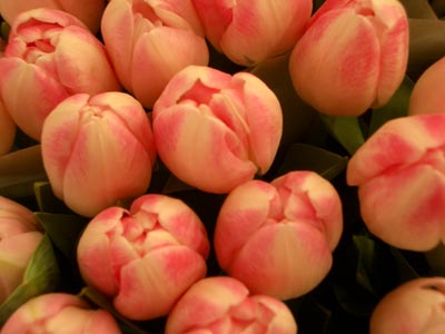 Wenn ich mir nur die Namen der Sorten merken könnte! Wenn ich mir nur die Namen der Sorten merken könnte!