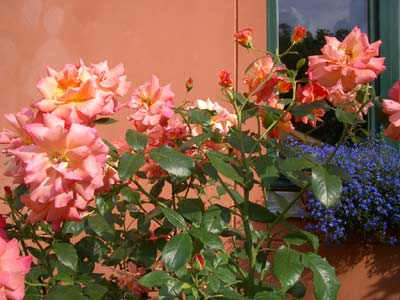 Nein, ich weiß nicht, wie die Sorte heißt. Nein, ich weiß nicht, wie die Sorte heißt.