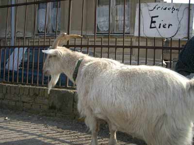 das ist Sir William - die Eier legen dann doch wohl andere das ist Sir William - die Eier legen dann doch wohl andere